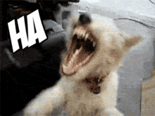 Meme Dog GIF - Meme Dog Hahah GIFs