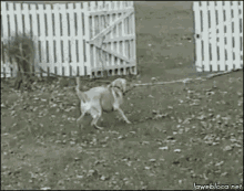 Dog Struck GIF - Dog Struck Escape GIFs