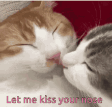 Cat Kissing GIF - Cat Kissing Couple GIFs