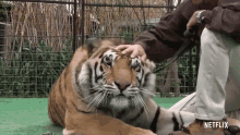 pet tiger big cat tigers petting