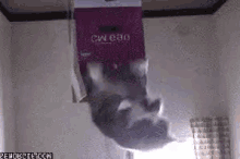 cats trippy bag cats trippy bag