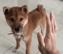 Dog High Five GIF - Dog High Five Shiba Inu GIFs