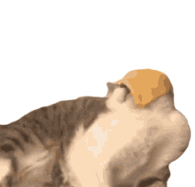 cat licking cheese cheese licking cat tasting