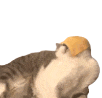 Cat Licking Cheese Tasting Sticker - Cat Licking Cheese Cheese Licking Stickers