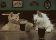 drink cats