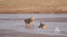 lion attack lion crocodile animal attack hunt dangertv