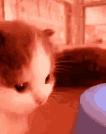 Kitty Confused GIF - Kitty Confused Wtf Gif GIFs
