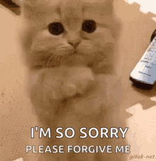 kitten love begging please forgive me