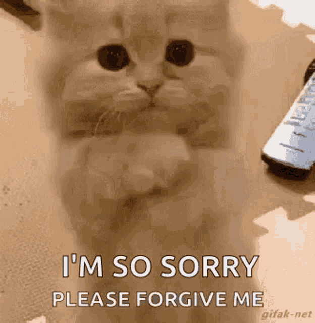 Cat Sorry GIFs | Tenor