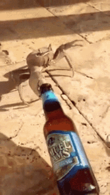 Crab Dragging GIF - Crab Dragging Bottle GIFs