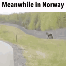 Meanwhile Norway GIF - Meanwhile Norway Moose GIFs