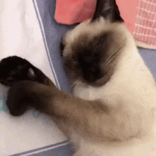 cat kitten gato nails paw