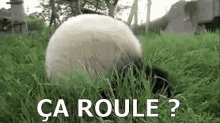 ça Roule ? GIF - Rolling Panda Playing GIFs