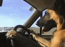 Dog Driver GIF - Dog Driver GIFs