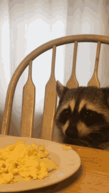 raccoon scrambled eggs