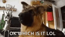 Today German Shepard GIF - Today German Shepard Ok Which Is It GIFs