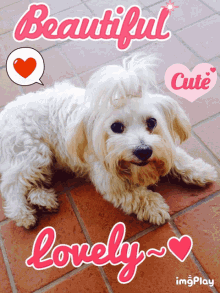 puppy maltese