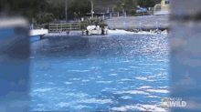 Dolphin Flip GIF - Nat Geo Nat Geo Wild Worlds Weirdest GIFs