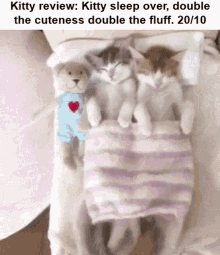 Kitty Review Cat Review GIF - Kitty Review Kitty Cat Review GIFs