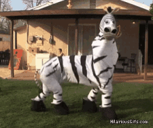 Zebra Yes GIF - Zebra Yes Shuffling GIFs