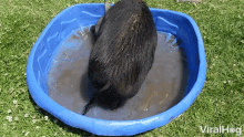 pig pool cooling down hot messy pig pool cooling down hot messy