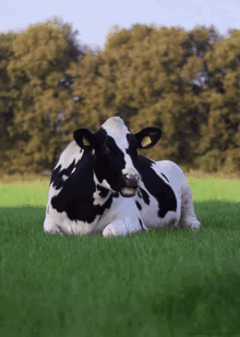 Cow Eating GIF - Cow Eating Chewing GIFs