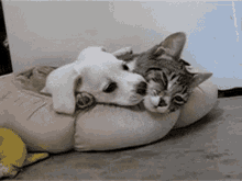 Affection Love GIF - Affection Love GIFs