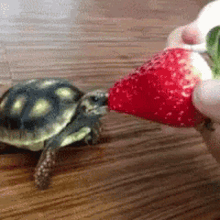 take small bites strawberry bite turtle baby turtle