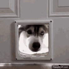Cute Dog GIF - Cute Dog Husky GIFs