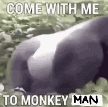 Monkey Man GIF - Monkey Man GIFs