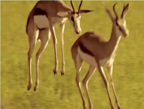 deer-gazelle.gif