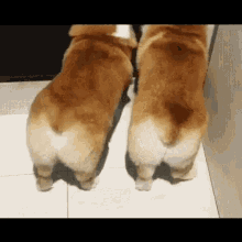 Cute Butts Dog GIF - Cute Butts Dog Excitement GIFs