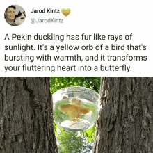 duck duckling cute duck duckling cute
