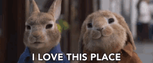 I Love This Place Peter Rabbit GIF - I Love This Place Peter Rabbit Benjamin Bunny GIFs
