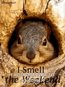 Weekend Smell GIF - Weekend Smell Squirrel GIFs