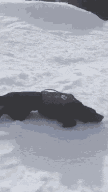 black ski dog