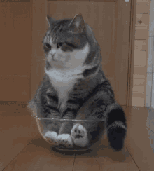 Cat Bowl GIF - Cat Bowl Sitting GIFs