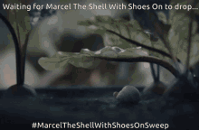 Marcel The Shell With Shoes On Marcel GIF - Marcel The Shell With Shoes On Marcel The Shell Marcel GIFs