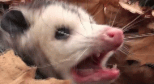 tester-opossum.gif