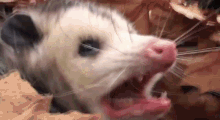 Tester Opossum GIF - Tester Opossum GIFs