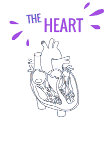 Heart Biology GIF - Heart Biology Science GIFs