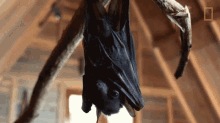 Hanging On The Trunk Worlds Weirdest GIF - Hanging On The Trunk Worlds Weirdest Bat Appreciation Day GIFs