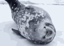 Seal Cute GIF - Seal Cute Adorable Animal GIFs