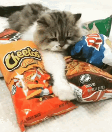 [Image: cats-chips.gif]