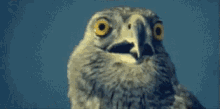 Eagle Shocked GIF - Eagle Shocked Omg GIFs
