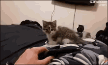 The Force GIF - The Force Cat GIFs