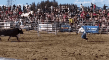 exhibition front flip buffalo run dodge exhibition front flip buffalo run dodge