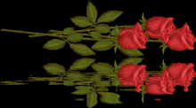 flores flowers roses red rose