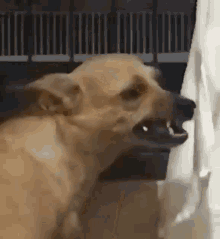 Cachorro Comendo GIF - Cachorro Comendo GIFs