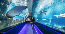 Mythrodak Aquarium GIF - Mythrodak Mythro Aquarium GIFs